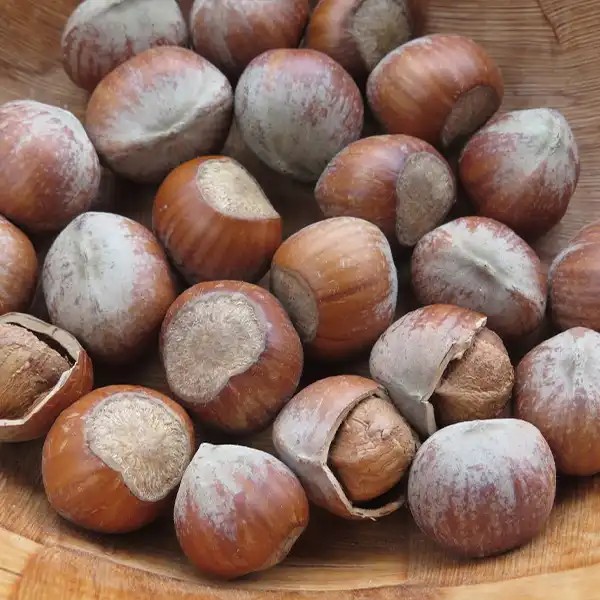 Római mogyoró mogyorótő
